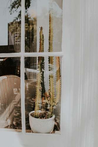 banister potted cactus on window sill handrail